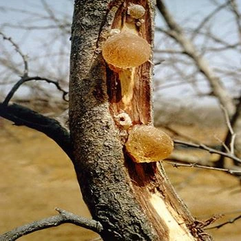 Arabic gum 11) - 